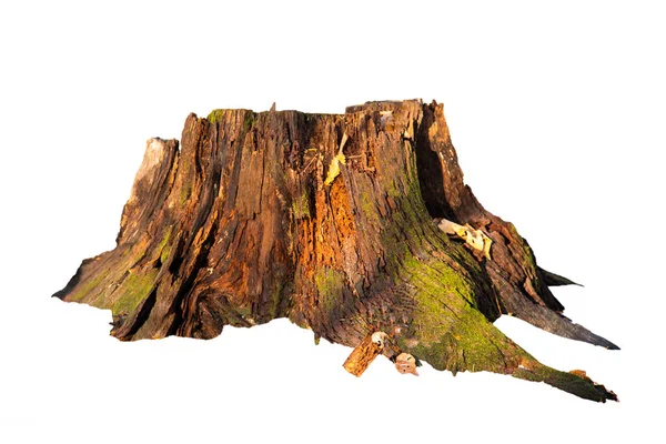 Beyaz yosunlu yaşlı ağaç kütüğü