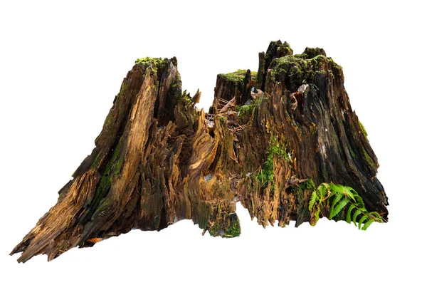 Beyaz yosunlu yaşlı ağaç kütüğü