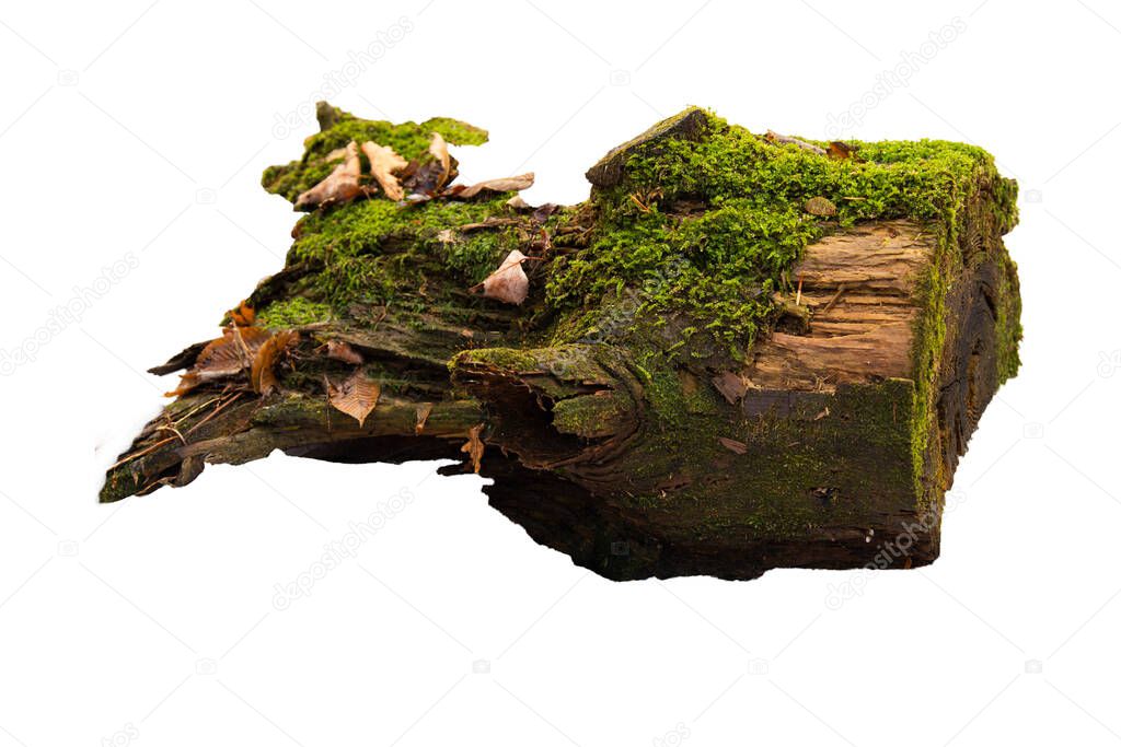 Old tree stump with moss isolated on white