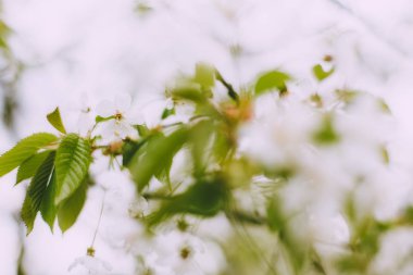 Bazı çiçekler baharda ağaçta açar.
