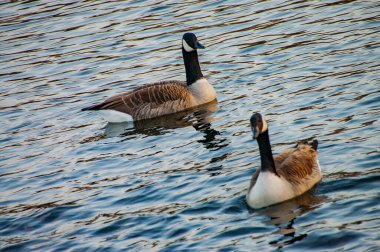 Kanada kazı kameraya bakıyor