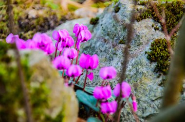 Parkta Cyclomen çiçekleri