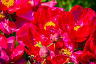 Kırmızı renkli şakayık.