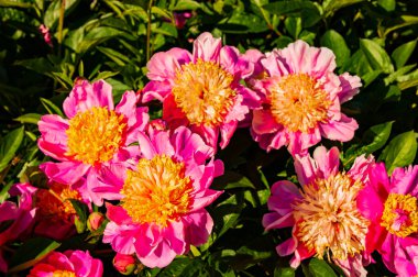 Parktaki şakayık vadisi