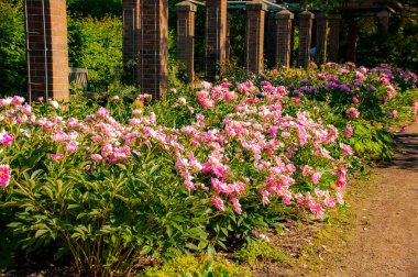 Parktaki şakayık vadisi