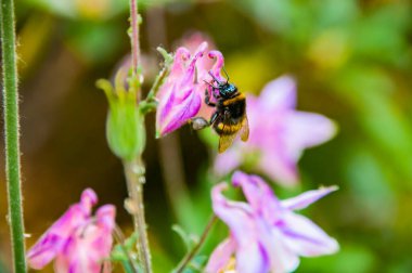 Küçük çalışkan arı