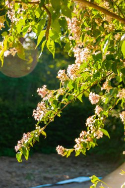 Çalılıkların dalları