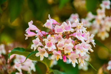 Pembe çiçekler kapanıyor