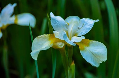 Beyaz zambak yakın.