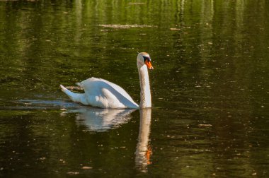 Kanada kazı kameraya bakıyor