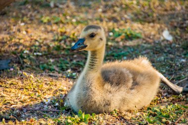Yavru kaz yerde dinleniyor.
