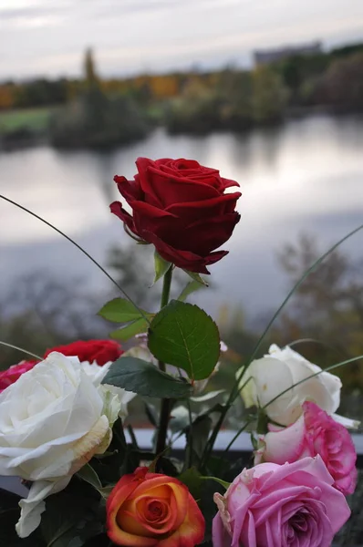 Κόκκινο Τριαντάφυλλο Μπροστά Στη Λίμνη — Φωτογραφία Αρχείου