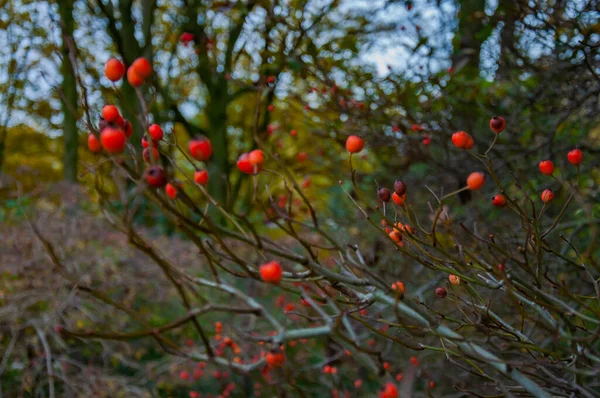 Red Berries Bush — Stock Photo, Image