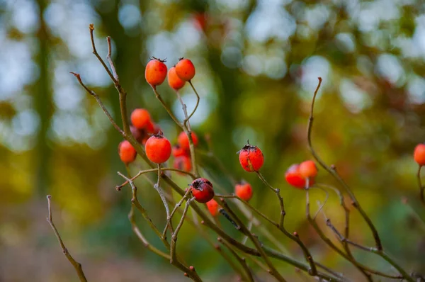 Rote Beeren Auf Dem Strauch — Stockfoto