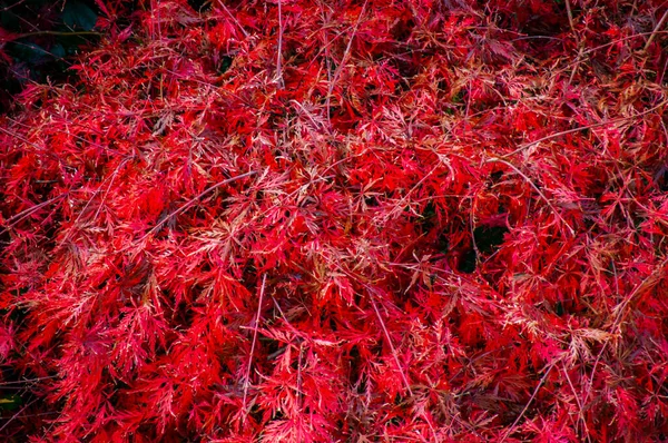 Muhteşem Görünüşlü Kızıl Sonbahar Çalısı — Stok fotoğraf