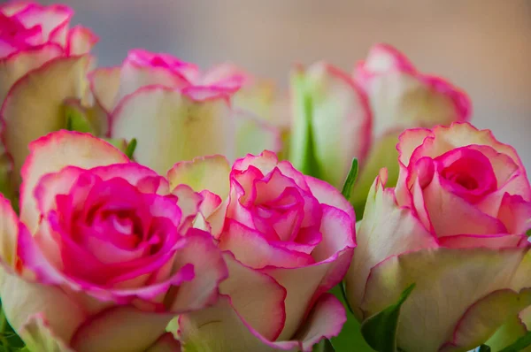 Τριαντάφυλλα Λευκό Ροζ Χρώμα — Φωτογραφία Αρχείου