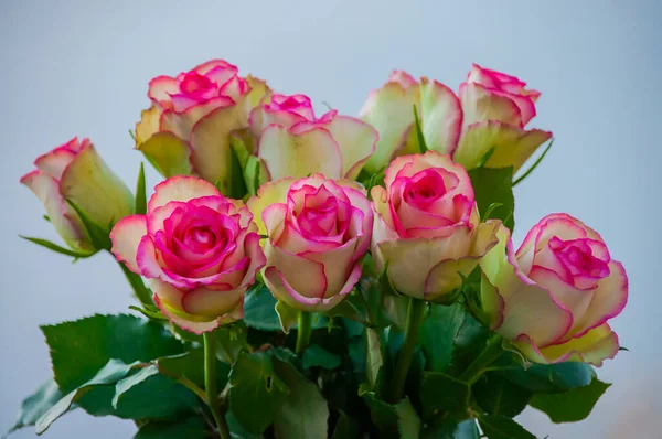 Τριαντάφυλλα Λευκό Ροζ Χρώμα — Φωτογραφία Αρχείου