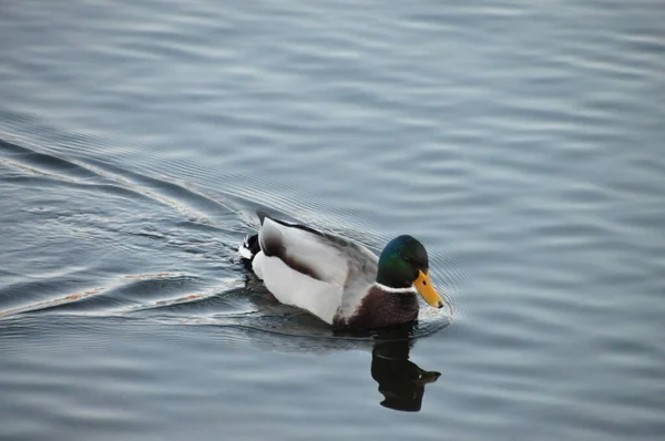 Pato Nadando Lago Primavera — Fotografia de Stock