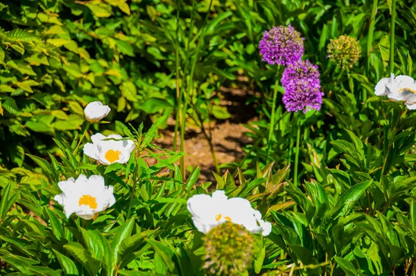 Schöne Blumen Park — Stockfoto