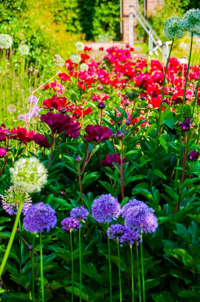 Rote Schöne Pfingstrosenblüten — Stockfoto