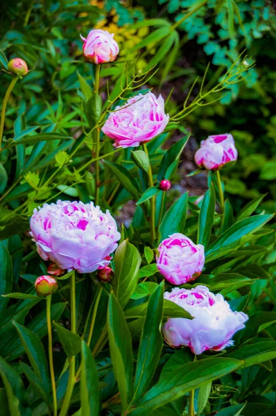 Peony Rosnące Środowisku Naturalnym — Zdjęcie stockowe