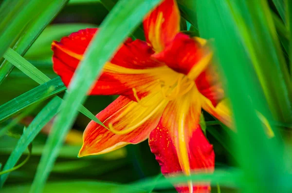 Pretty Orange Lily Flower — Stock Photo, Image