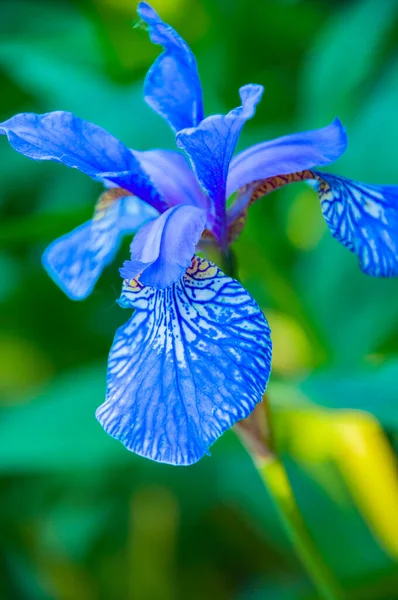 Iris Flower Close — Stock Photo, Image