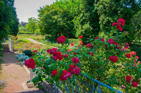 Rosas Rojas Parque — Foto de Stock