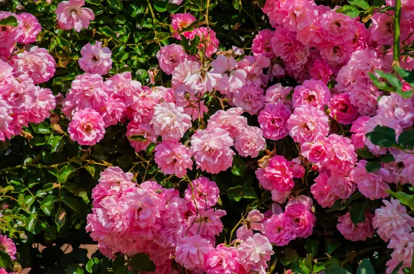 Pink Roses Bush — Stock Photo, Image