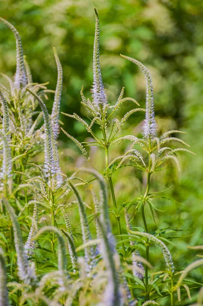 Plantas Interesse Parque Duessedorf Alemanha — Fotografia de Stock