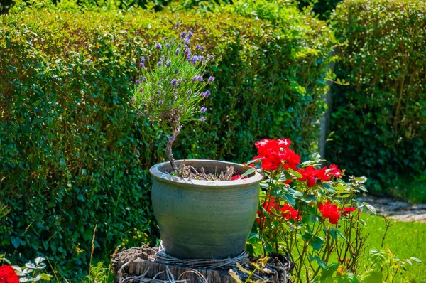 Little Pot Lavendel — Stock Photo, Image