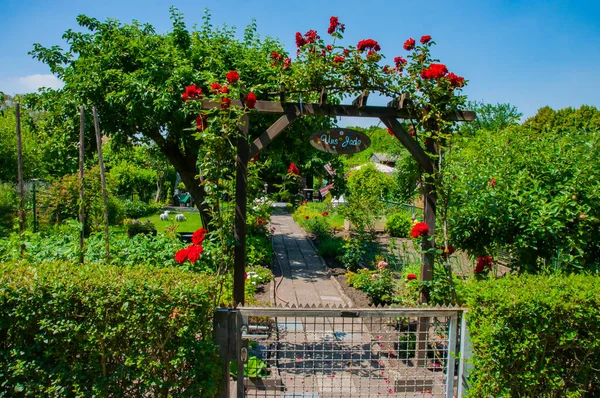 ドイツのデュッセルドルフの公園にあるバラの路地 — ストック写真