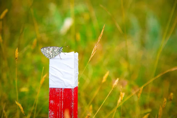 A black and white butterfly on red and white pillar in a field. Ecological meditation concept. Alpine nature. Tracking route indicator in the forest. No people composition. Summer in the mountains