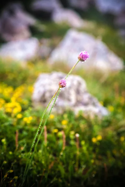 Small alpine flower with drops of dew on a trunk. Floral closeup with background with rocks, yellow flowers and grass blurred. After rain in high mountains. Purple clover isolated. Ecology in forest