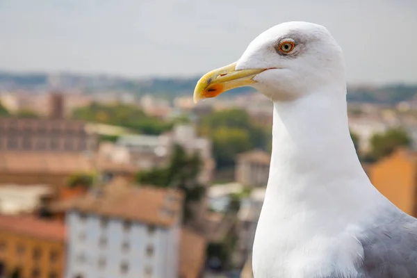 Şehirde martı var. Arka planda Roma forumlarından görüntüsü olan, sağ tarafta büyük beyaz başlı albatroslar var. Palatino Tepesi. İtalyan sermaye panoramik manzarası. Şehir manzarasında vahşi hayvanlar. 