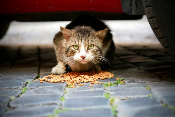 Gato cinza sem-teto faminto come comida seca sob um carro vermelho. Animal com olhos verdes olha para a frente na câmera. Concurso de protecção animal. Pavimento de Cobblestone em Roma. Gato abandonado na cidade — Fotografia de Stock