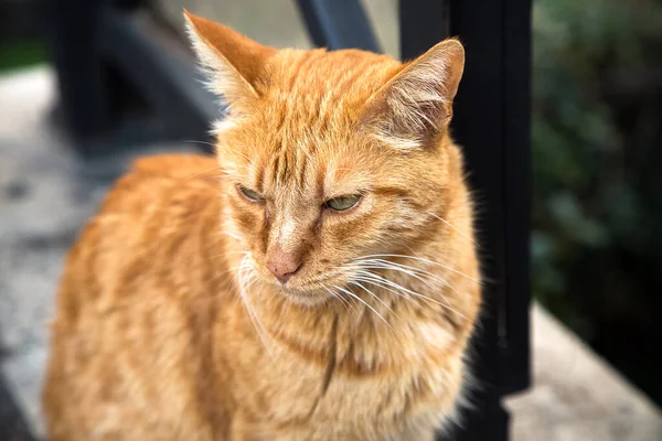 Um grande retrato de gato vermelho sem-abrigo. Abandonado velho animal senta-se ao ar livre na rua e olha para a esquerda. Perdeu animal de estimação laranja doméstico. Com fome e triste. Conceito de adopção animal. Sentimentos e emoções — Fotografia de Stock