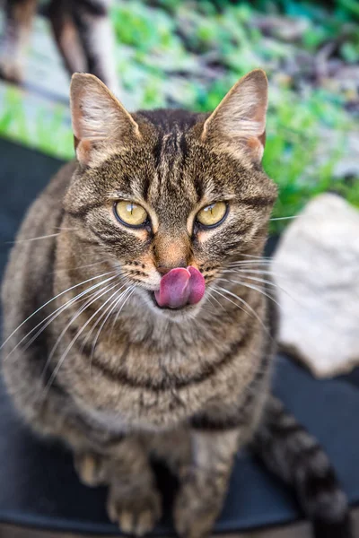 Tiger cat portrait. Domestic cat licks its nose. Big purple tongue, light yellowish eyes, brown fur. Nutrition and animal care concept. Small predator outdoors.