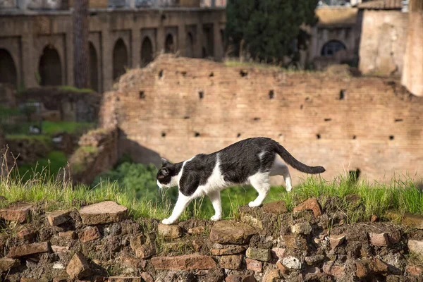 Gato preto e branco caminha acima de uma antiga parede de tijolo romano com grama verde. Ruínas de templos românticos de largo Argentino no fundo. Animais sem-teto no conceito de cidade — Fotografia de Stock