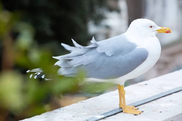 Vurucu bir martı, beyaz ve gri tüylerini bulanık doğal bir arka plana karşı sergileyerek bir çıkıntının üzerinde duruyor. Kıyı yaban hayatı teması için mükemmel.