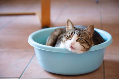 Büyüleyici bir kedi, rahat bir şekilde mavi bir kasede uzanıyor, eğlenceli davranışlarını sergiliyor, rahat bir ev ortamında..