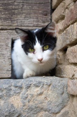 Meraklı bir siyah beyaz kedi, yıpranmış tuğla bir duvarın içindeki küçük bir delikten dışarı bakıyor. Tuğlaların pürüzlü dokusu kürkleriyle çelişiyor.