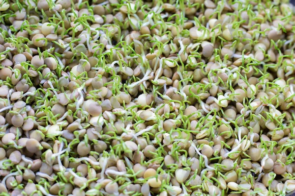 Burada besleyici mercimeklerden filizlenen canlı taze filizlerin detaylı bir yakın plan görüntüsü var.