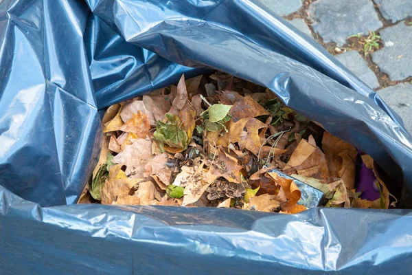 Mavi bir çöp torbasında toplanan kurumuş sonbahar yapraklarının yakın çekim görüntüsü, bir kaldırım taşı yüzeyinde dinleniyor..