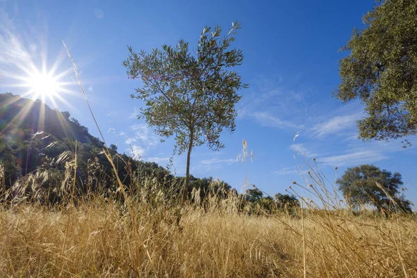 Landscape Dry Grass Meadow Creating Extreme Risk Fire Extremadura Spain — Stock Photo, Image