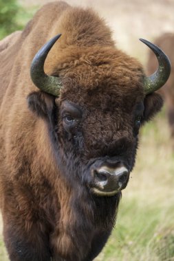 bir wisent Avrupa bizon Maashorst Hollanda doğal parkında duruyor.