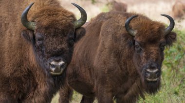 bir wisent Avrupa bizon Maashorst Hollanda doğal parkında duruyor.