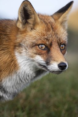 Bakan Avrupa Kızıl Tilki (Vulpes vulpes) Başkanı yakın çekim