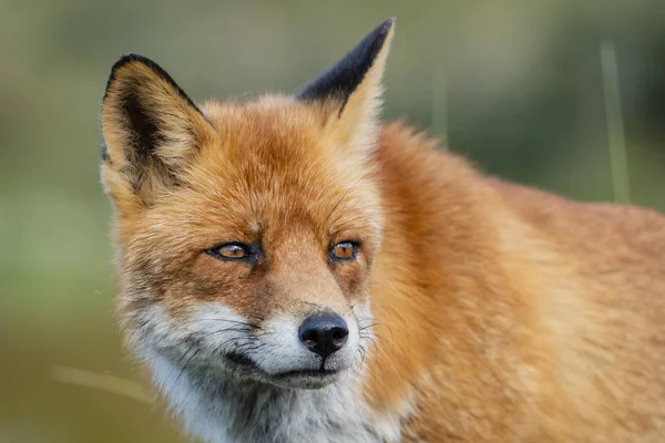 Head Staring European Red Fox Vulpes Vulpes Close — Stock Photo, Image