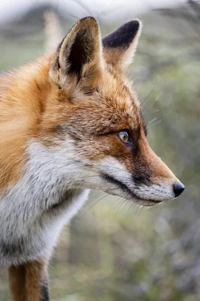 Head Staring European Red Fox Vulpes Vulpes Close — Stock Photo, Image